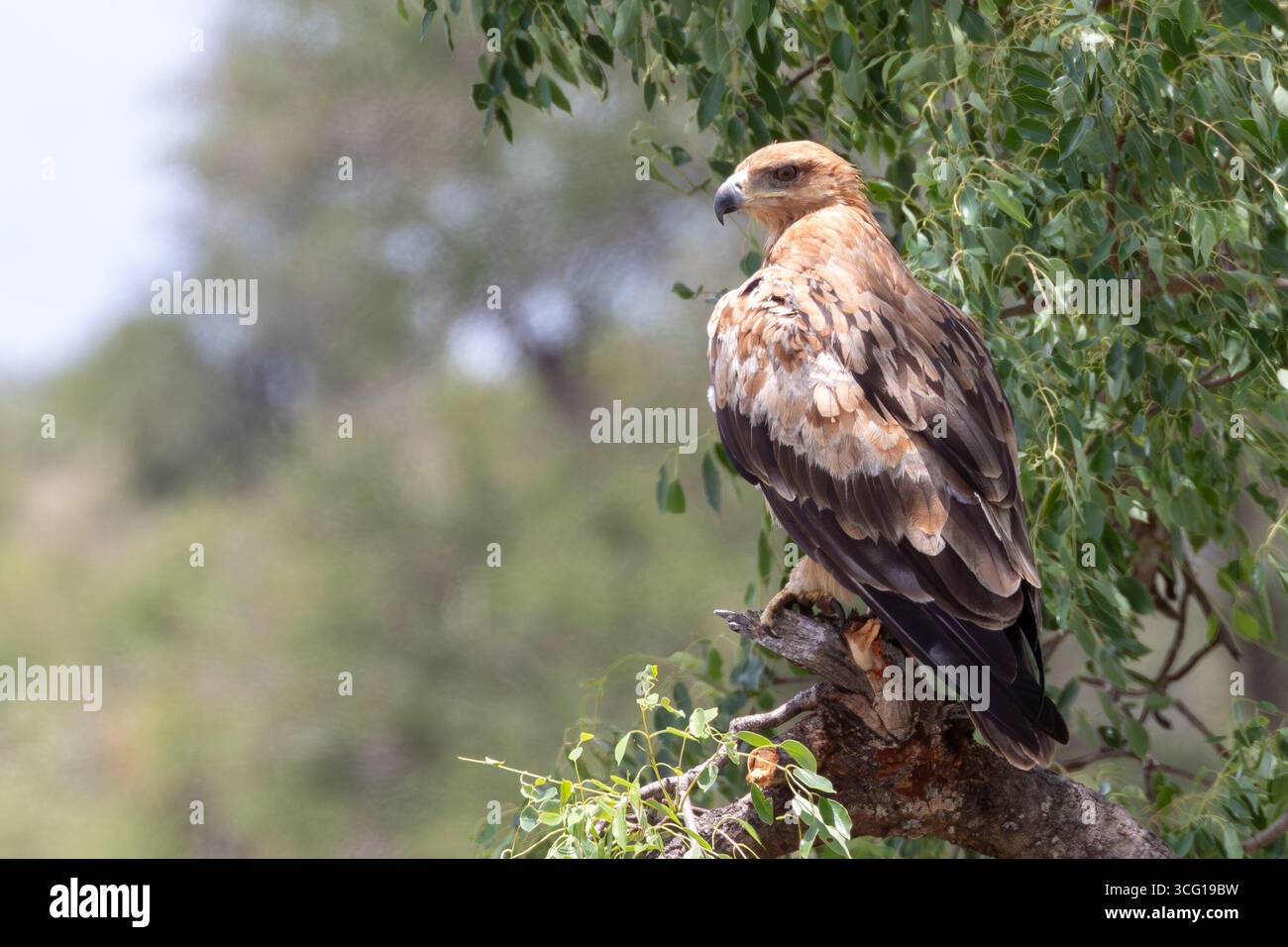 Tawny Eagle (Aquila rapax) arroccato nella foresta fluviale Kruger National Park, Sudafrica Foto Stock