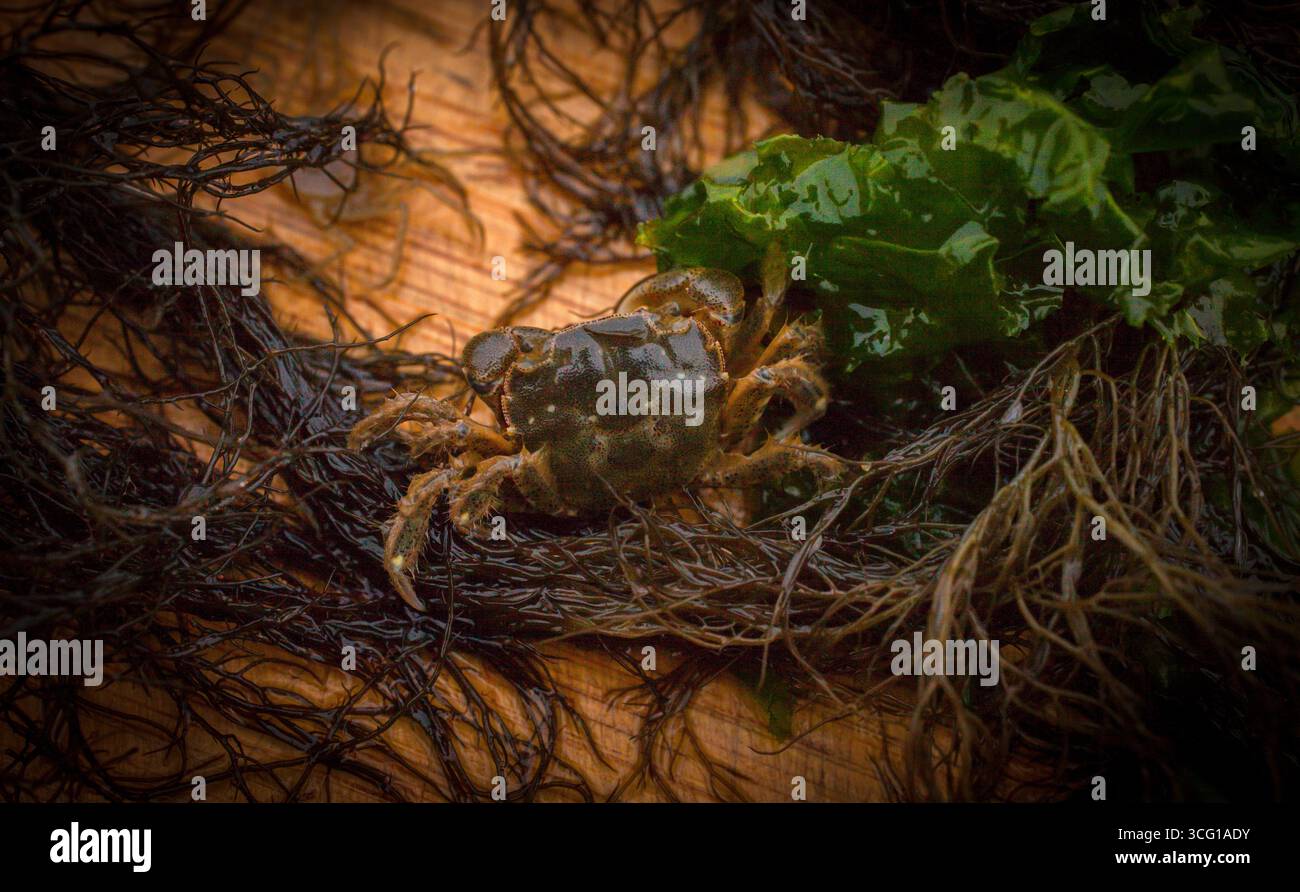 Uno sguardo alla vita in nuova Zelanda: Il bellissimo piccolo granchio di fango delle Estuarine (Helice) trovato in un estuario del fiume. Sono di circa 6 cm (carapace). Foto Stock