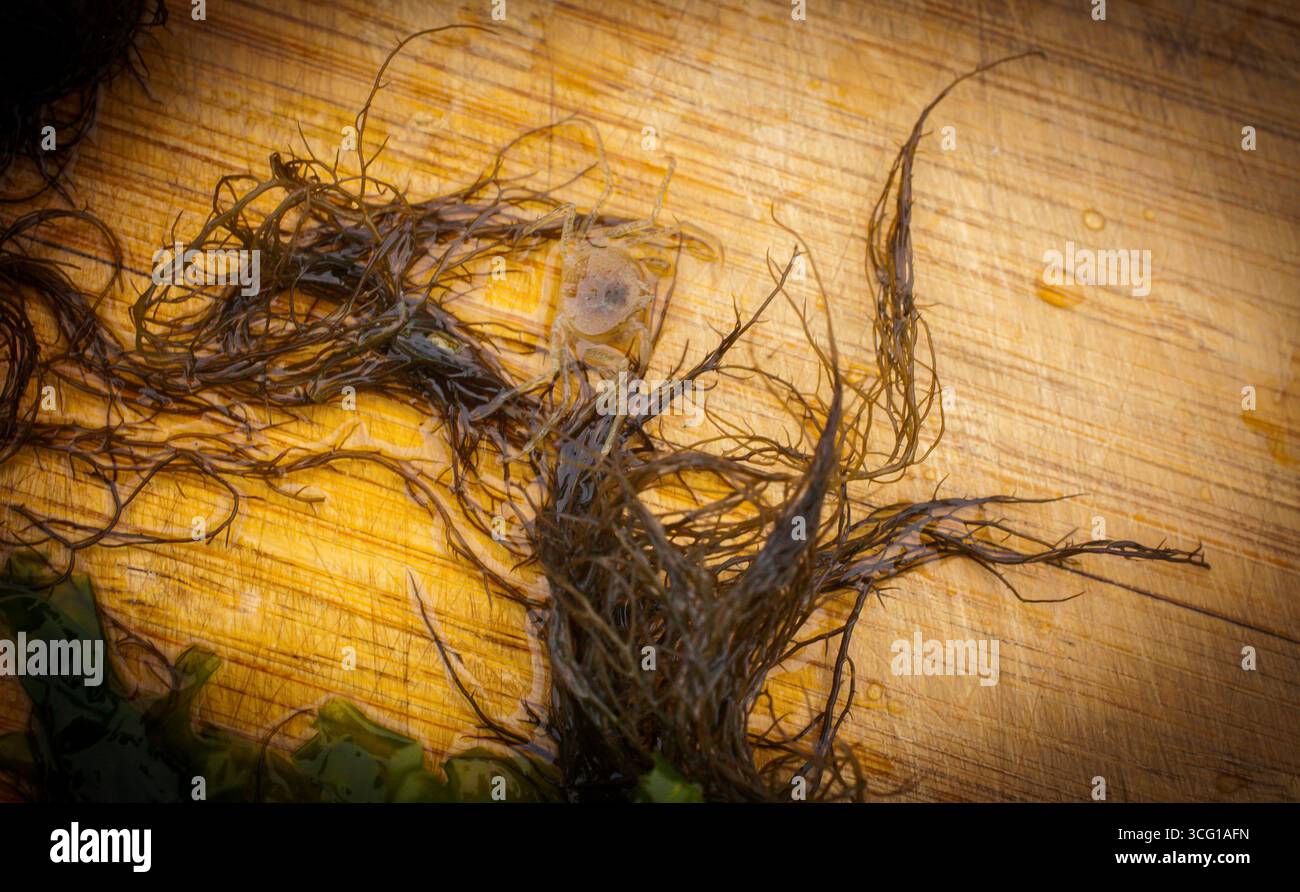 Bellissimi piccoli granchi di ragno d'acqua dolce (Amarinus lacustris) trovati in un estuario del fiume. Sono circa dito-chiodo dimensionato (1cm o meno carapace). Foto Stock