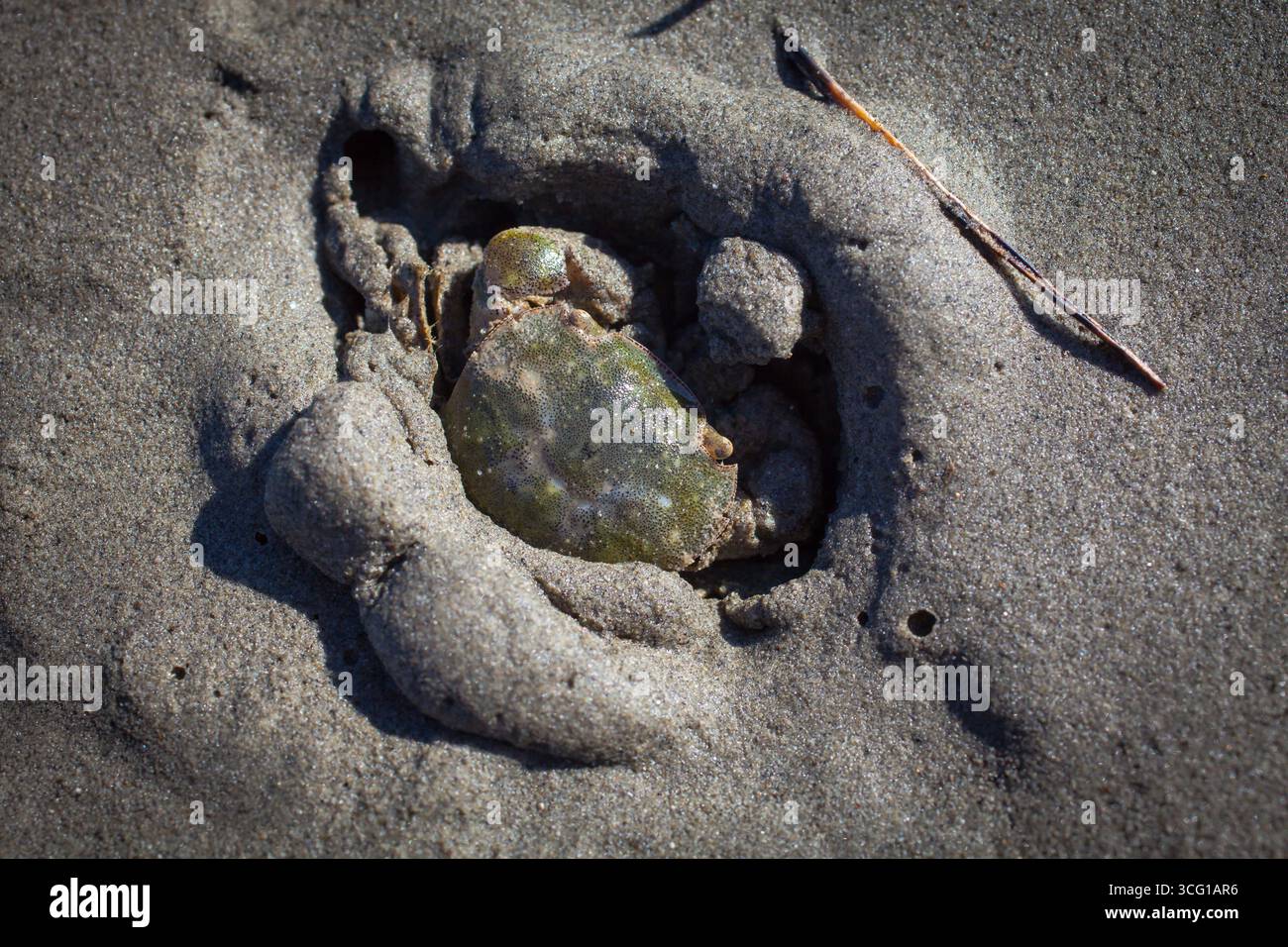 Uno sguardo alla vita in nuova Zelanda: Il bellissimo piccolo granchio di fango delle Estuarine (Helice) trovato in un estuario del fiume. Sono di circa 6 cm (carapace). Foto Stock