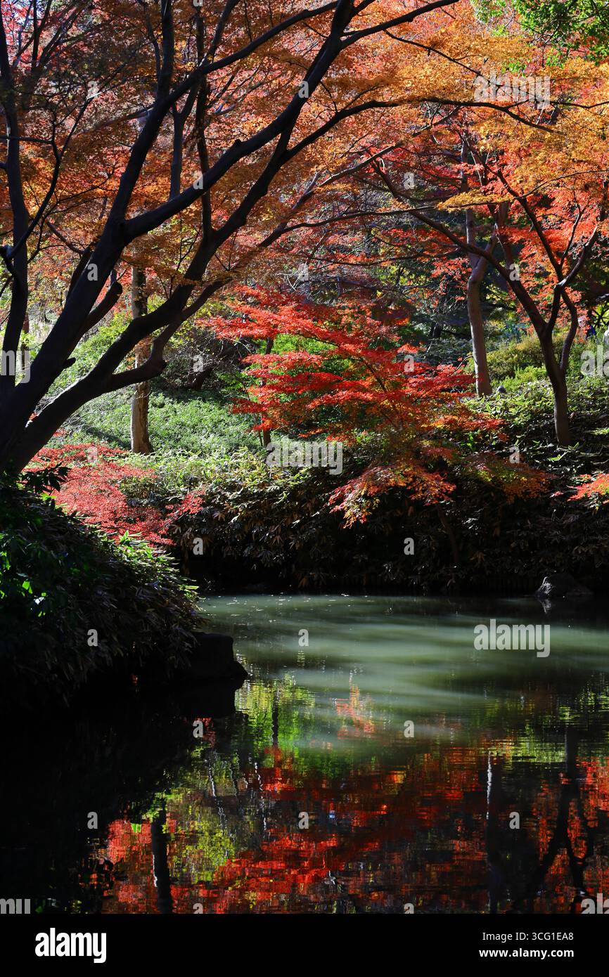 Foglie autunnali di aceri giapponesi che coprono un piccolo stagno Foto Stock