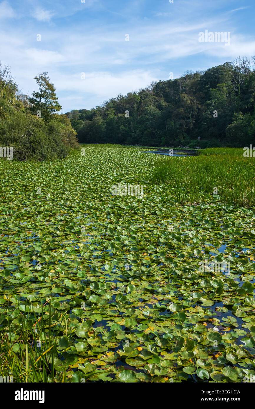 Bosherston Lily Ponds Nature Reserve nel Pembrokeshire West Wales UK Foto Stock