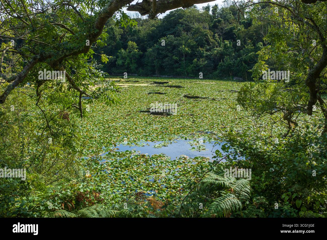 Bosherston Lily Ponds Nature Reserve nel Pembrokeshire West Wales UK Foto Stock