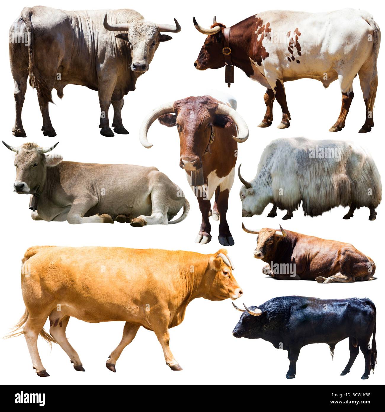 adesivi di diverse razze di mucche su sfondo bianco Foto Stock