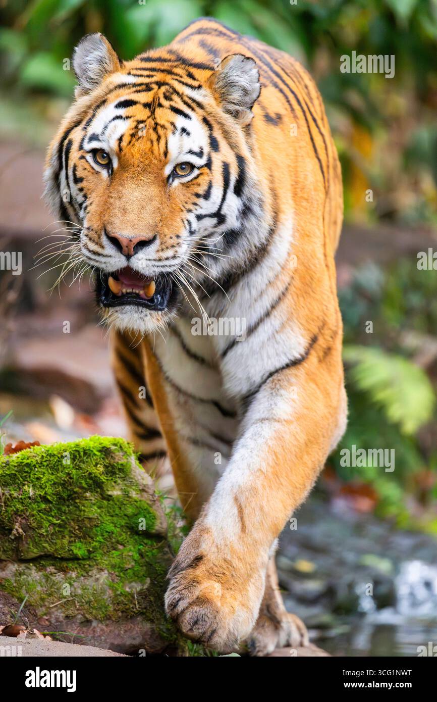 Tigre siberiana, tigre amuriana (Panthera tigris altaica), che cammina in una foresta Foto Stock