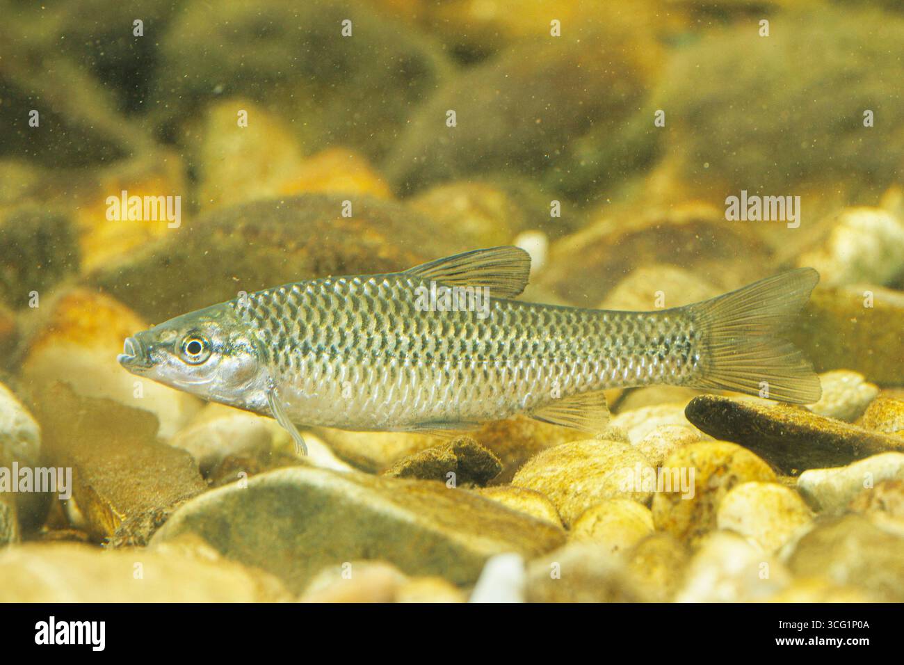 Moroko in pietra, Gedgeon Topmouth (Pseudorasbora parva), nuoto su terreno di ciottoli, vista laterale, Germania, Baviera Foto Stock