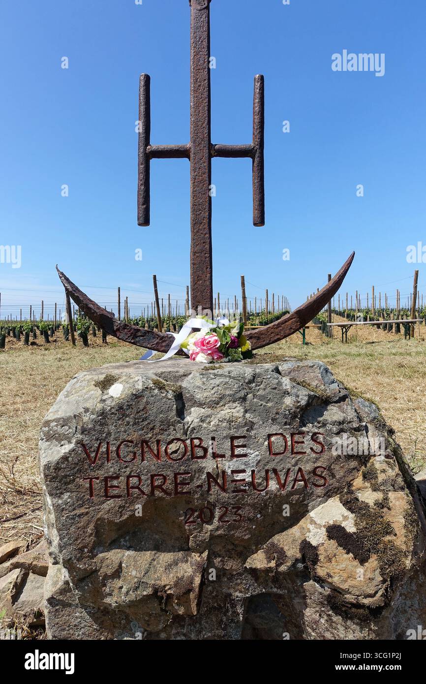 Giovane vigneto poco dopo la sua inaugurazione con un mazzo di fiori e un'ancora arrugginita come logo, Francia, Bretagna, Erquy Foto Stock