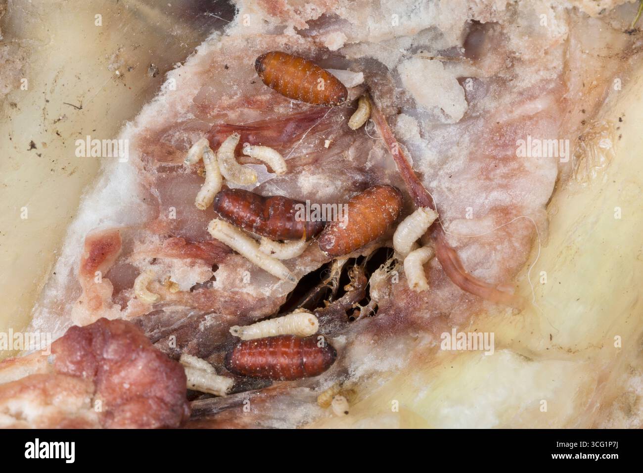 500 Larve Di Mosca Bottiglia Blu (Calliphora Vicina) Vive &ndash; Spedizione Gratuita