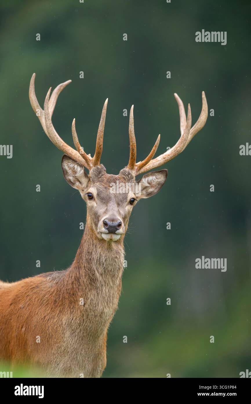 Cervo rosso (Cervus elaphus), ritratto di un cervo, Austria, Tirolo Foto Stock