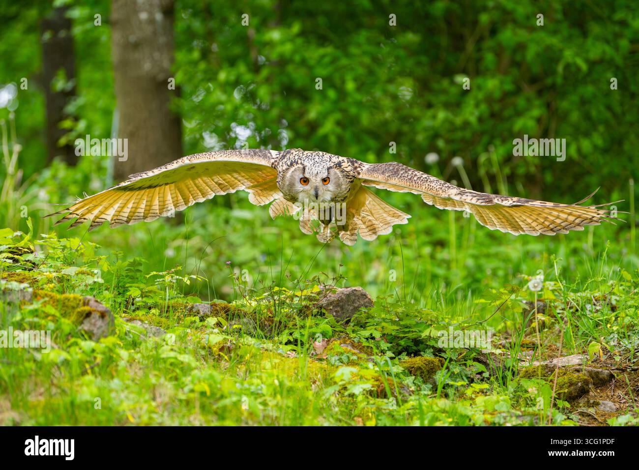 Gufo di aquila siberiana occidentale (Bubo bubo sibiricus, Bubo sibiricus), sorvolando una radura nella foresta Foto Stock