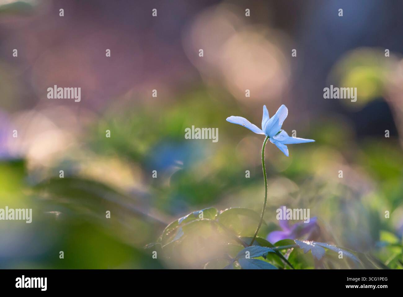 Anemone di legno (Anemone nemorosa), fiore azzurro, Germania Foto Stock