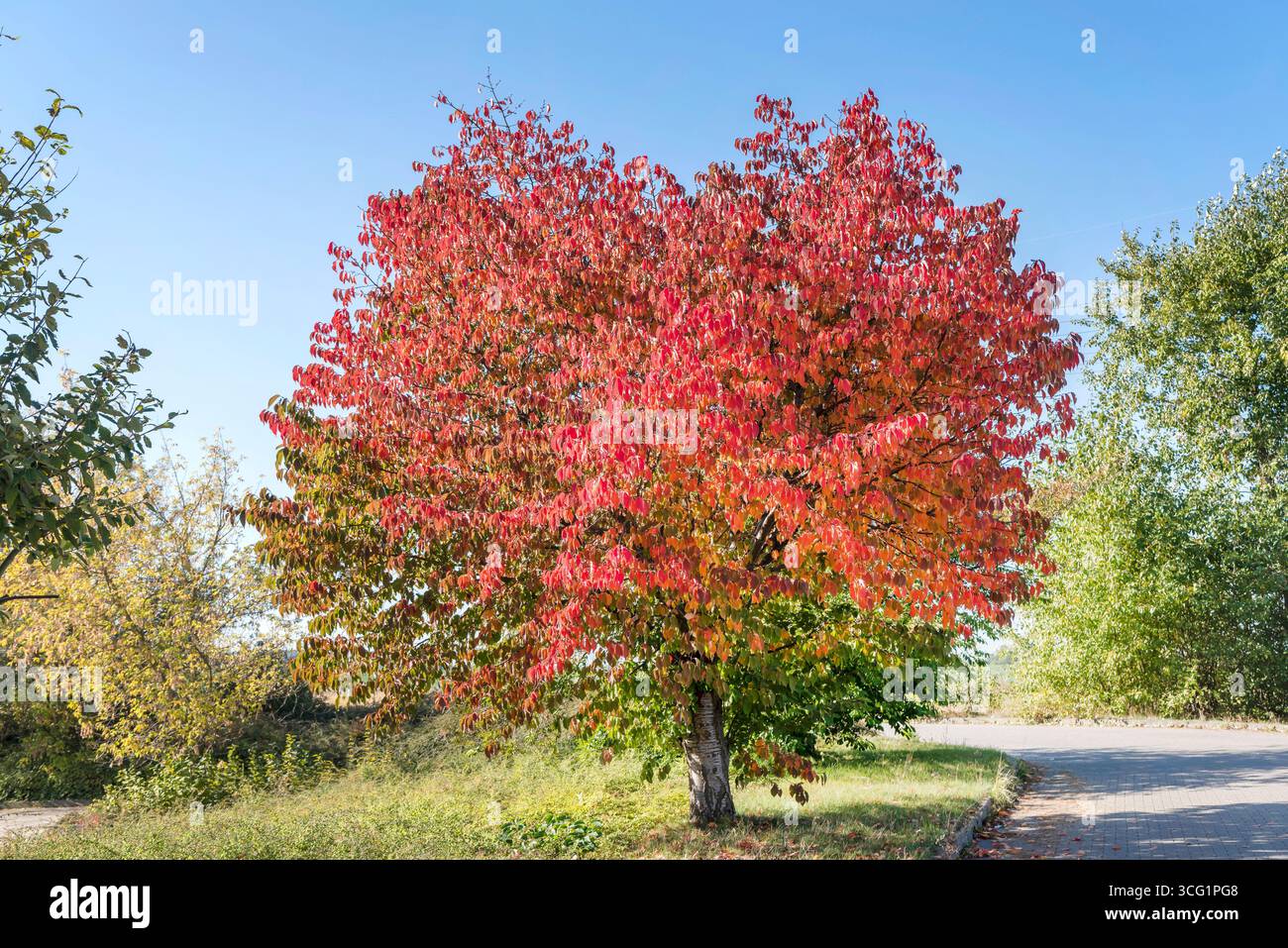 Sargent Cherry, Sargent's Cherry (Prunus sargentii), in un parco in autunno Foto Stock