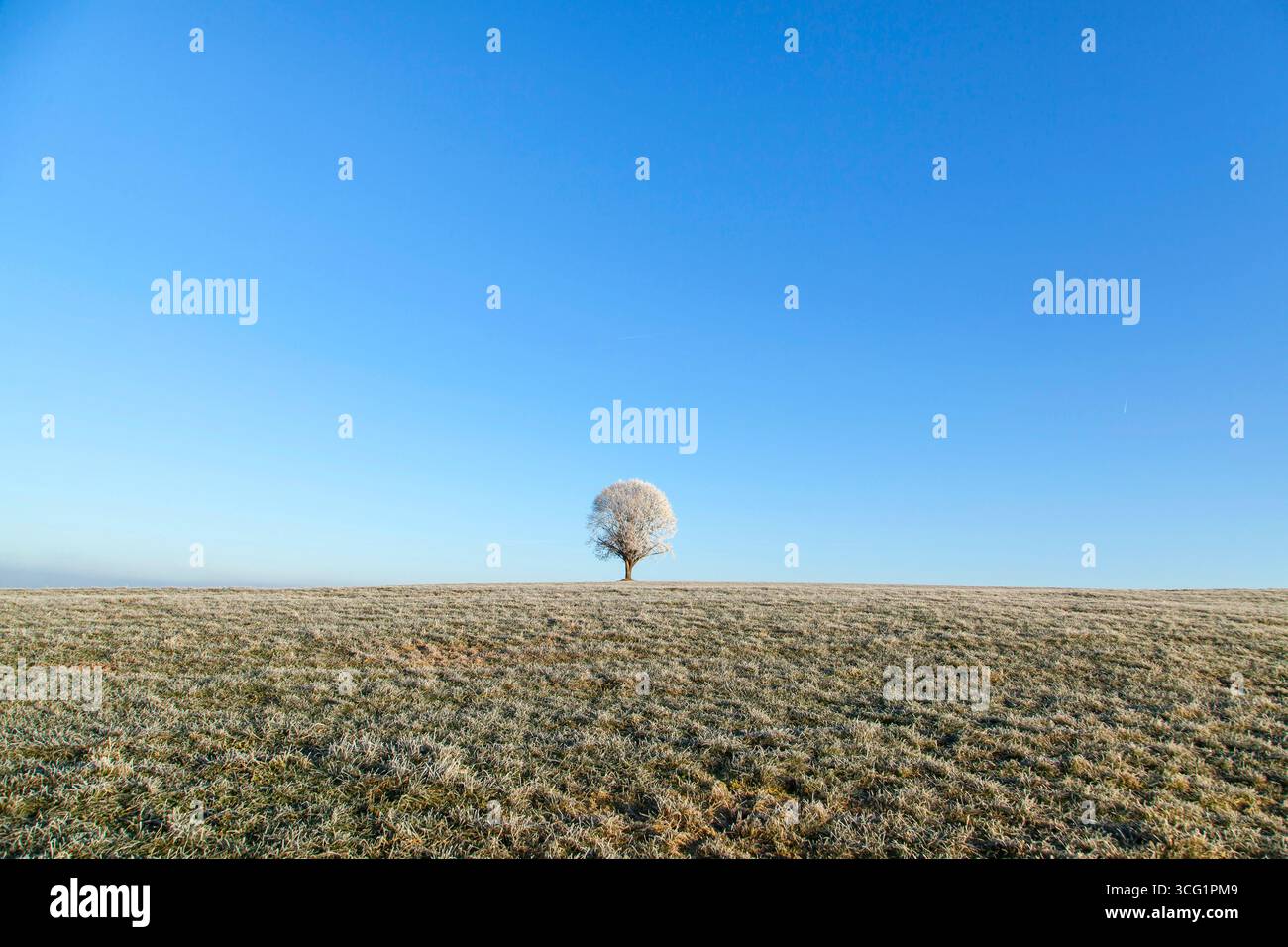 Un solo albero in un prato d'inverno, Germania Foto Stock