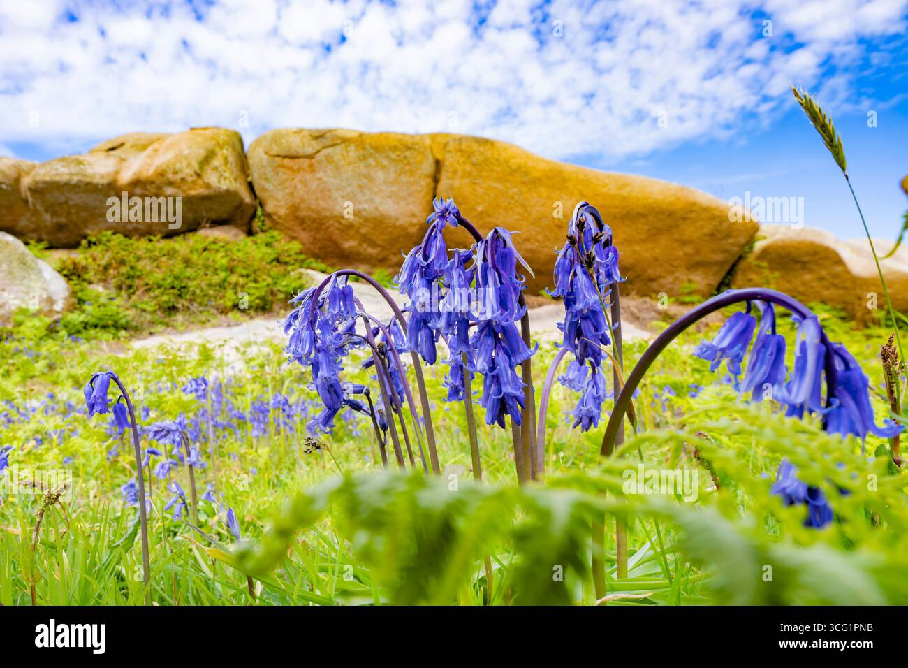 Bluebell Atlantico (Hyacinthoides non-scripta, Endimion non-scriptus, Scilla non-scripta), fioritura, Francia, Bretagna Foto Stock