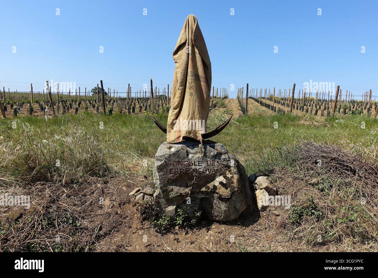 Giovane vigneto poco prima della sua inaugurazione, con il suo logo ancora coperto, Francia, Bretagna, Erquy Foto Stock