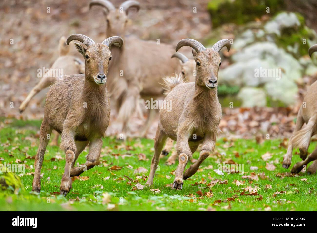 Pecora barbaresca, aoudad (Ammotragus lervia), arieti che corrono su un prato Foto Stock