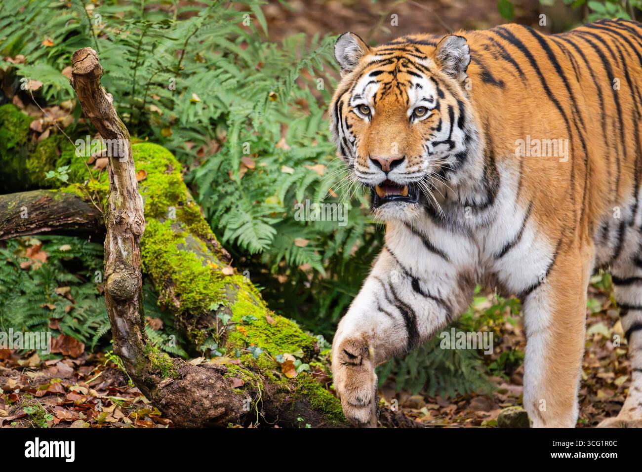 Tigre siberiana, tigre amuriana (Panthera tigris altaica), che cammina in una foresta Foto Stock