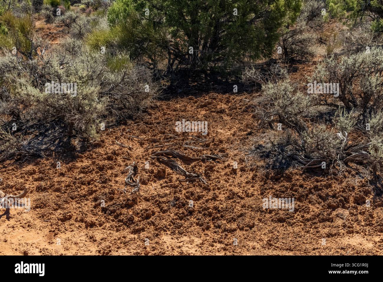 Crosta criptobiotica del suolo composta da una varietà di microrganismi, nel Colorado National Monument, Colorado, USA Foto Stock