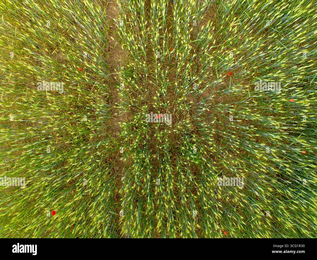 Vista aerea di un campo di grano con fiori di papavero, Francia, Bretagna Foto Stock