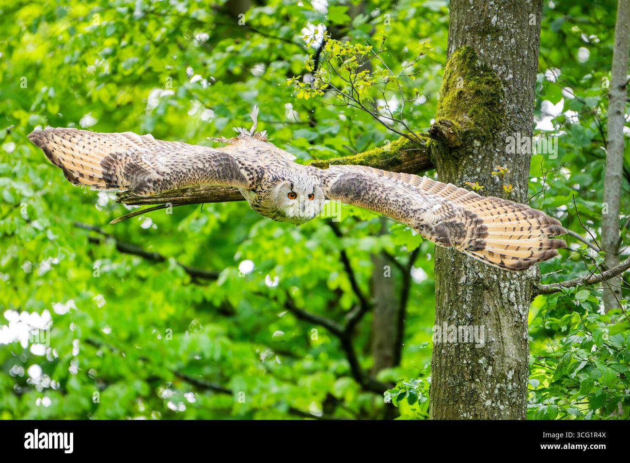 Gufo di aquila siberiana occidentale (Bubo bubo sibiricus, Bubo sibiricus), a partire da un albero Foto Stock