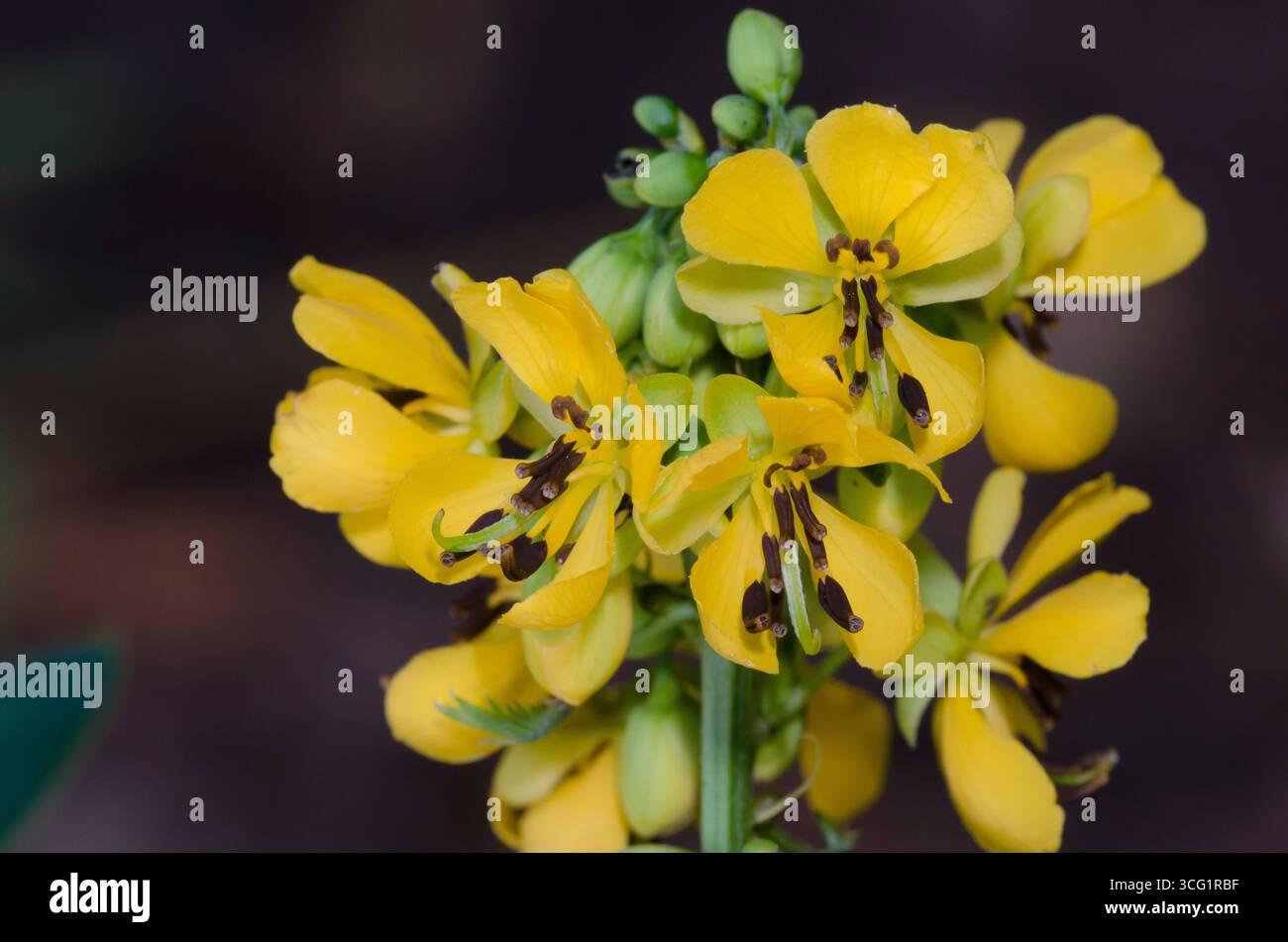 Maryland Senna, Senna marilandica Foto Stock