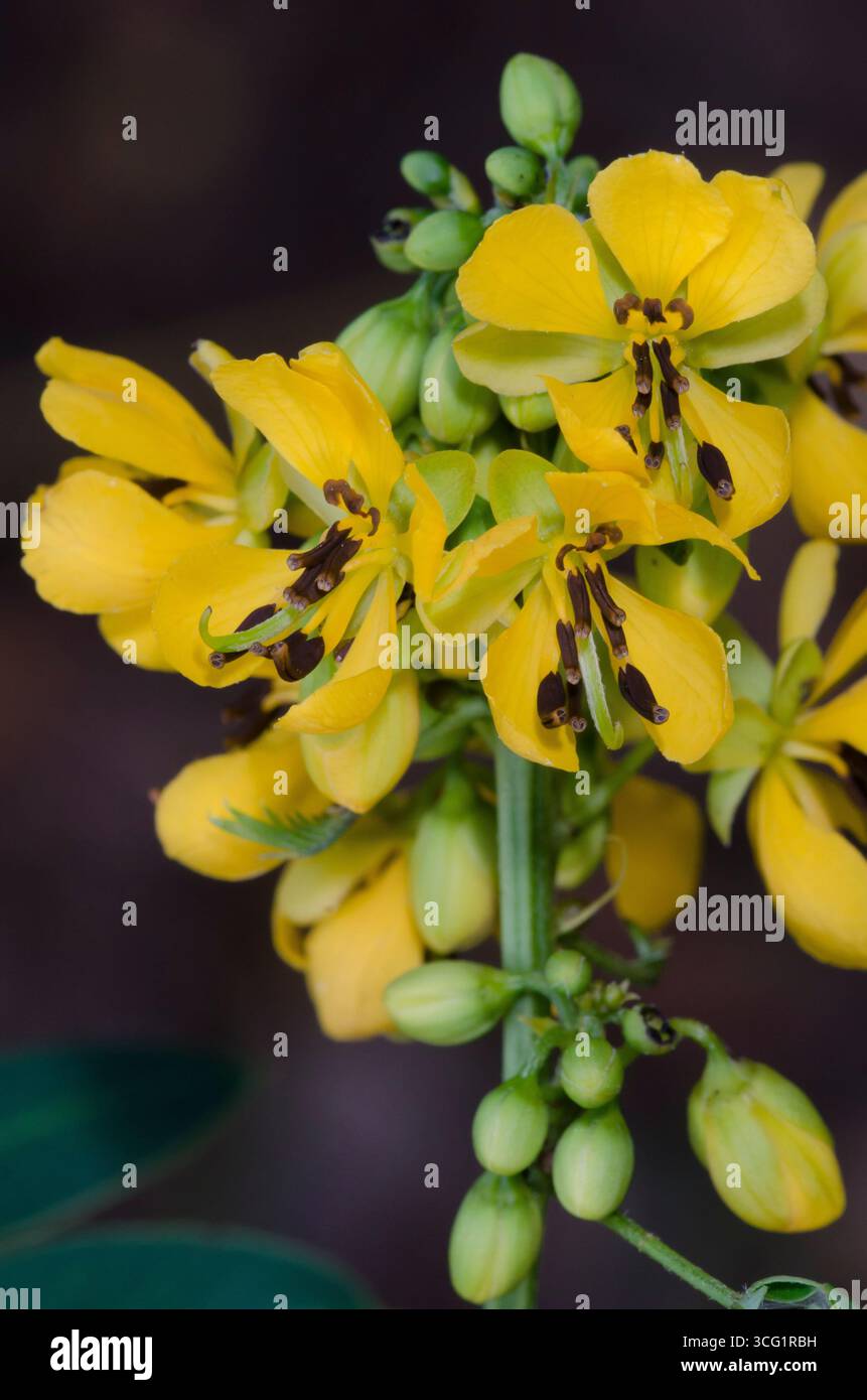 Maryland Senna, Senna marilandica Foto Stock