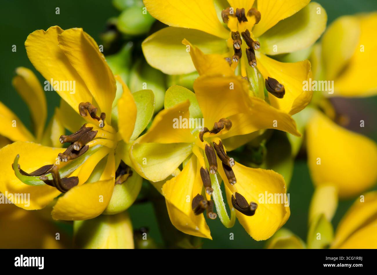 Maryland Senna, Senna marilandica Foto Stock