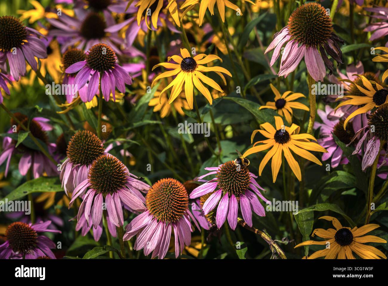 Pianta di Echinacea pallida con fiori rosa e fiori/piante susan dagli occhi neri gialli (Rudbeckia hirta) in un giardino in Inghilterra, Regno Unito Foto Stock