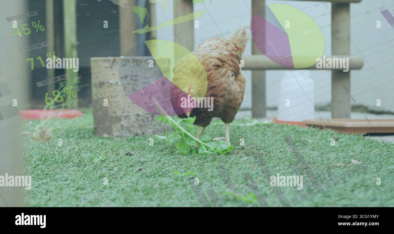Pollo bruno affettante che stuzzica la pianta verde sul prato nel cortile, con sovrapposizioni percentuali del grafico a torta Foto Stock