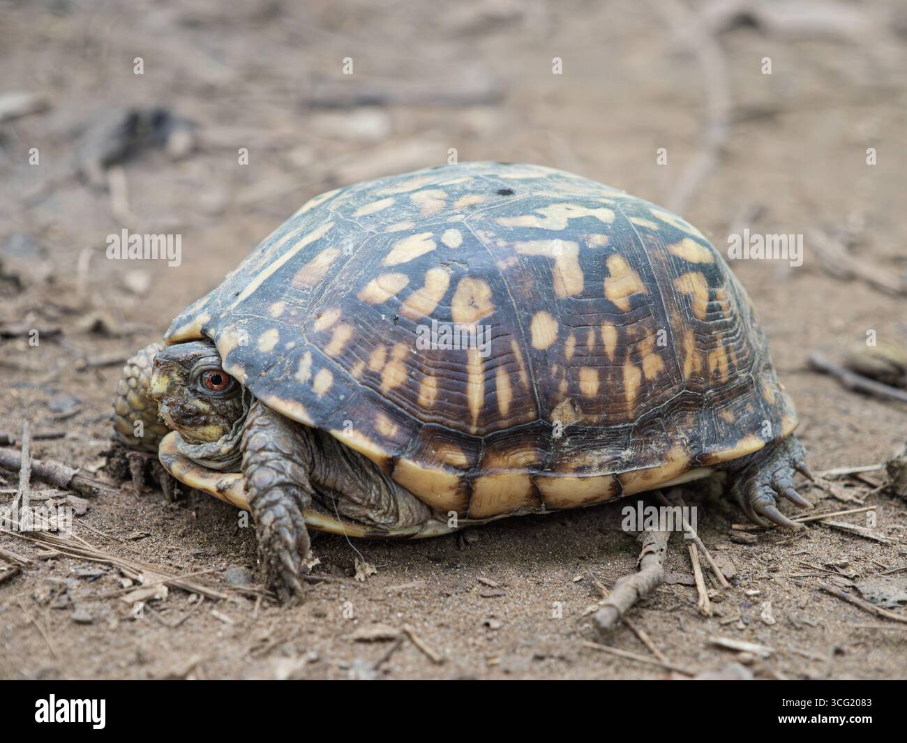 Primo piano dettagliato di una tartaruga orientale maschile, Terrapene carolina, seduta sul terreno sterrato nel suo habitat naturale in Virginia, Stati Uniti. Foto Stock
