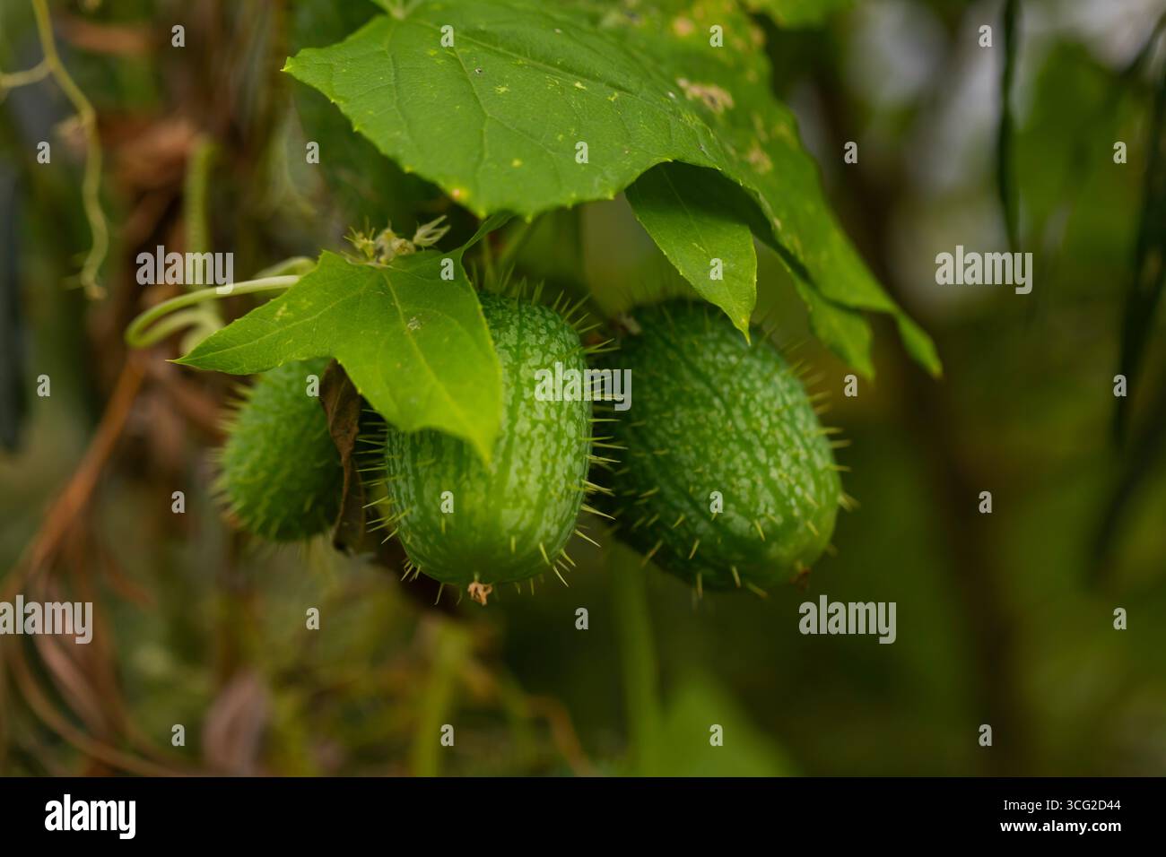 Primo piano di frutti di cetriolo verde e piccante (Cyclanthera si espande) su vite con ampie foglie nell'habitat naturale della foresta, concentrazione superficiale Foto Stock