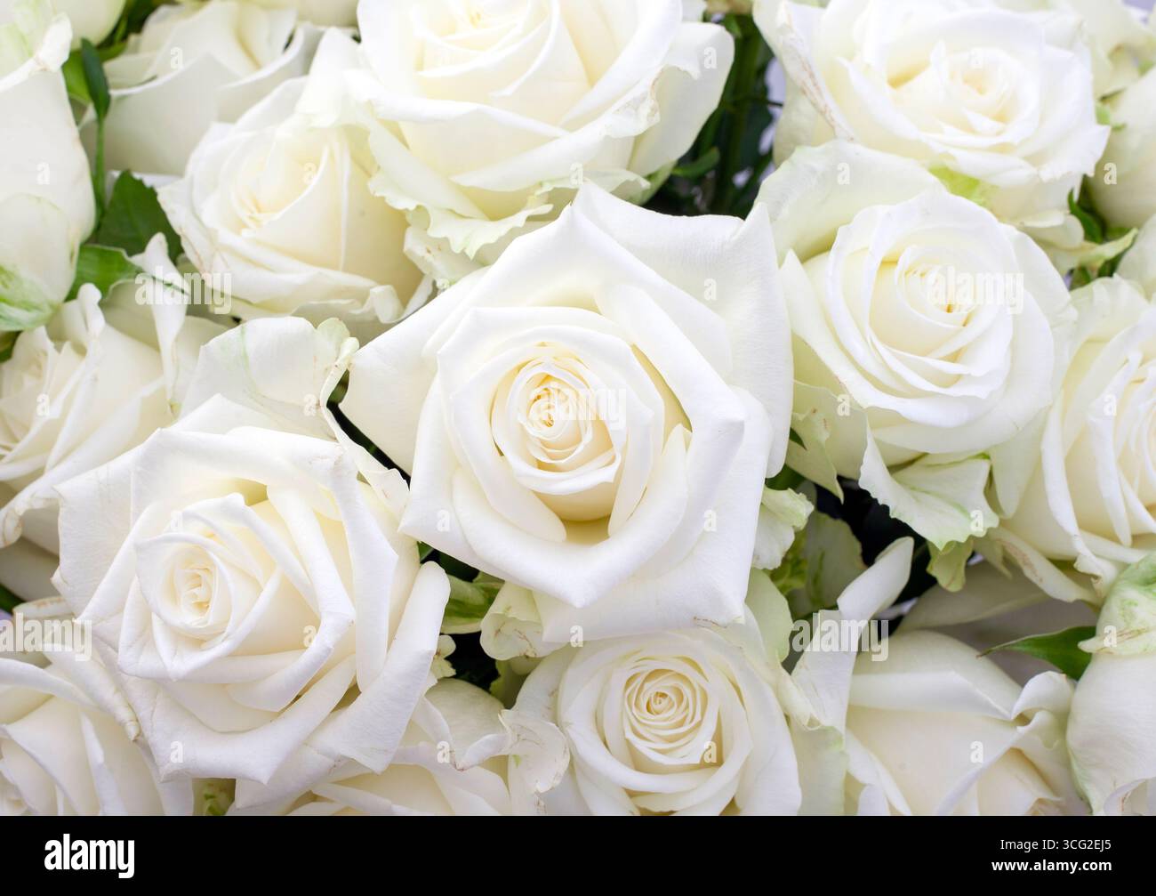 Il bouquet di rose bianche è disposto in un vaso. Le rose sono fresche e vivaci, con i loro petali ancora intatti. Il bouquet è un simbolo di amore e pula Foto Stock