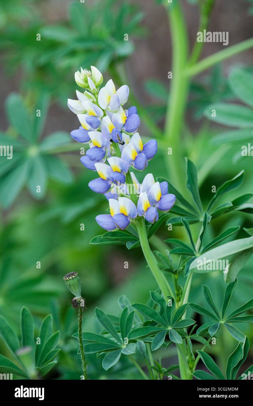 Lupinus mutabilis, lupino perlato, alba lupina, guglie di piccoli fiori simili a piselli, chiglie viola-blu pallido, standard gialli e ali blu intenso Foto Stock