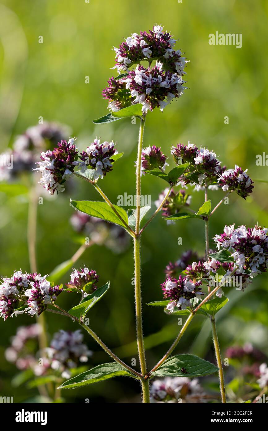 Fioritura della maggiorana selvatica Foto Stock