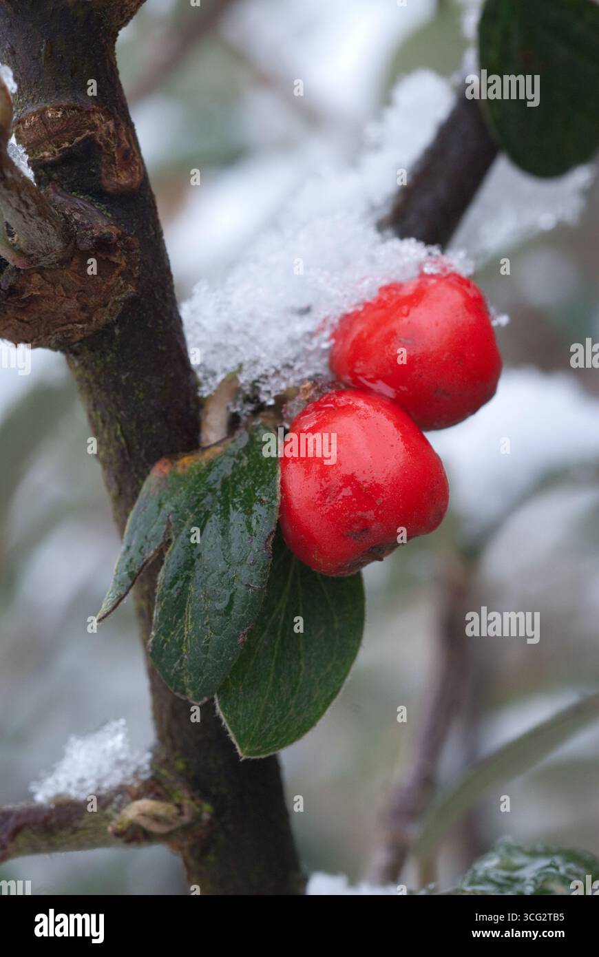 Bacche rosse ricoperte di ghiaccio si trovano su un ramo circondato dalla neve, mostrando la bellezza dell'inverno in un tranquillo ambiente naturale. Foto Stock