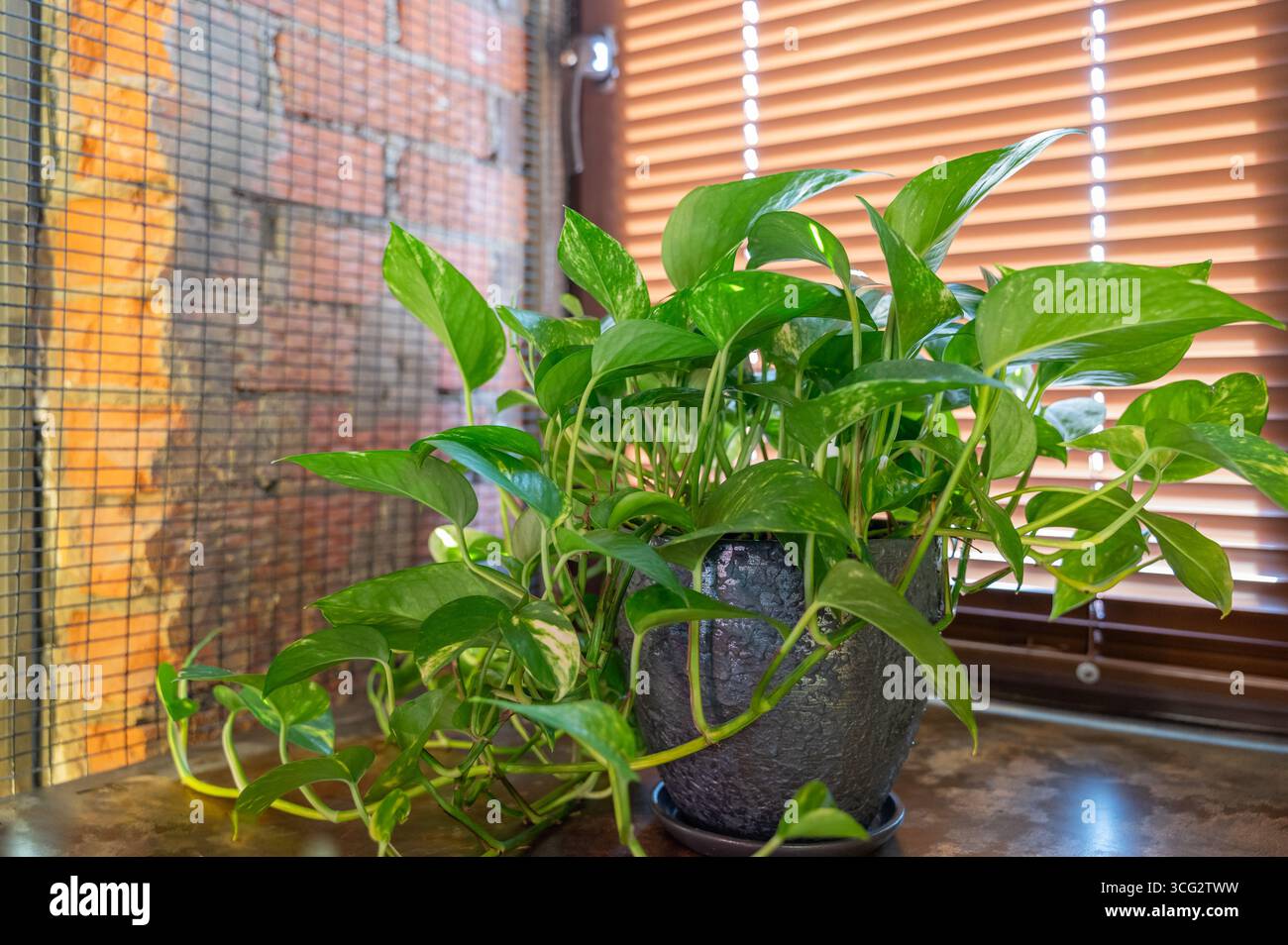 Una vivace pianta Pothos esposta in un elegante vaso esalta significativamente l'estetica dell'arredamento contemporaneo Foto Stock