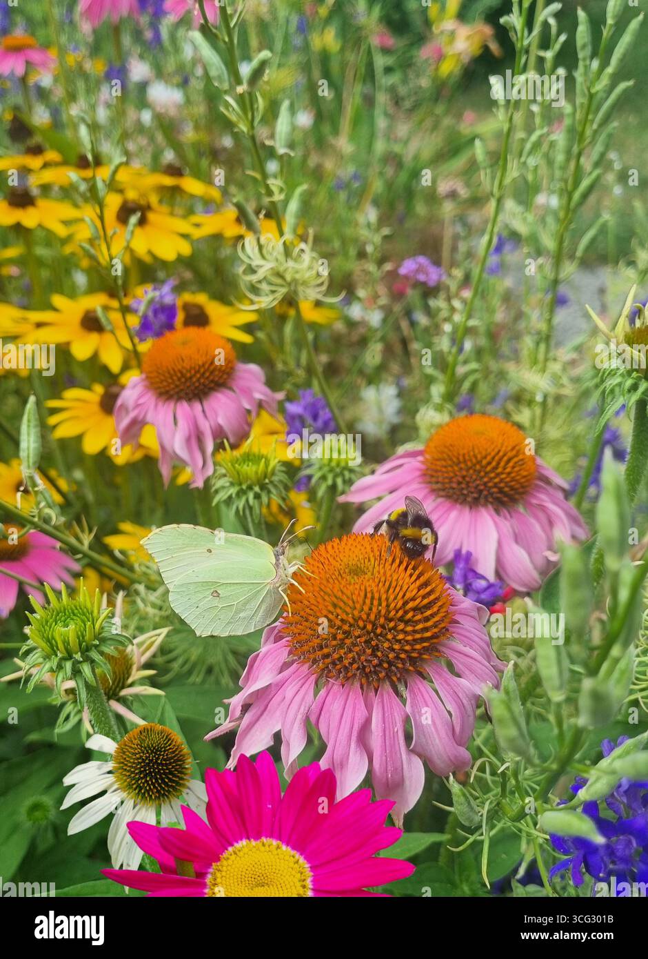 Fiori di prato con un'ape e una farfalla, echinacea e Rudbekia - Immagine stock catturata con smartphone