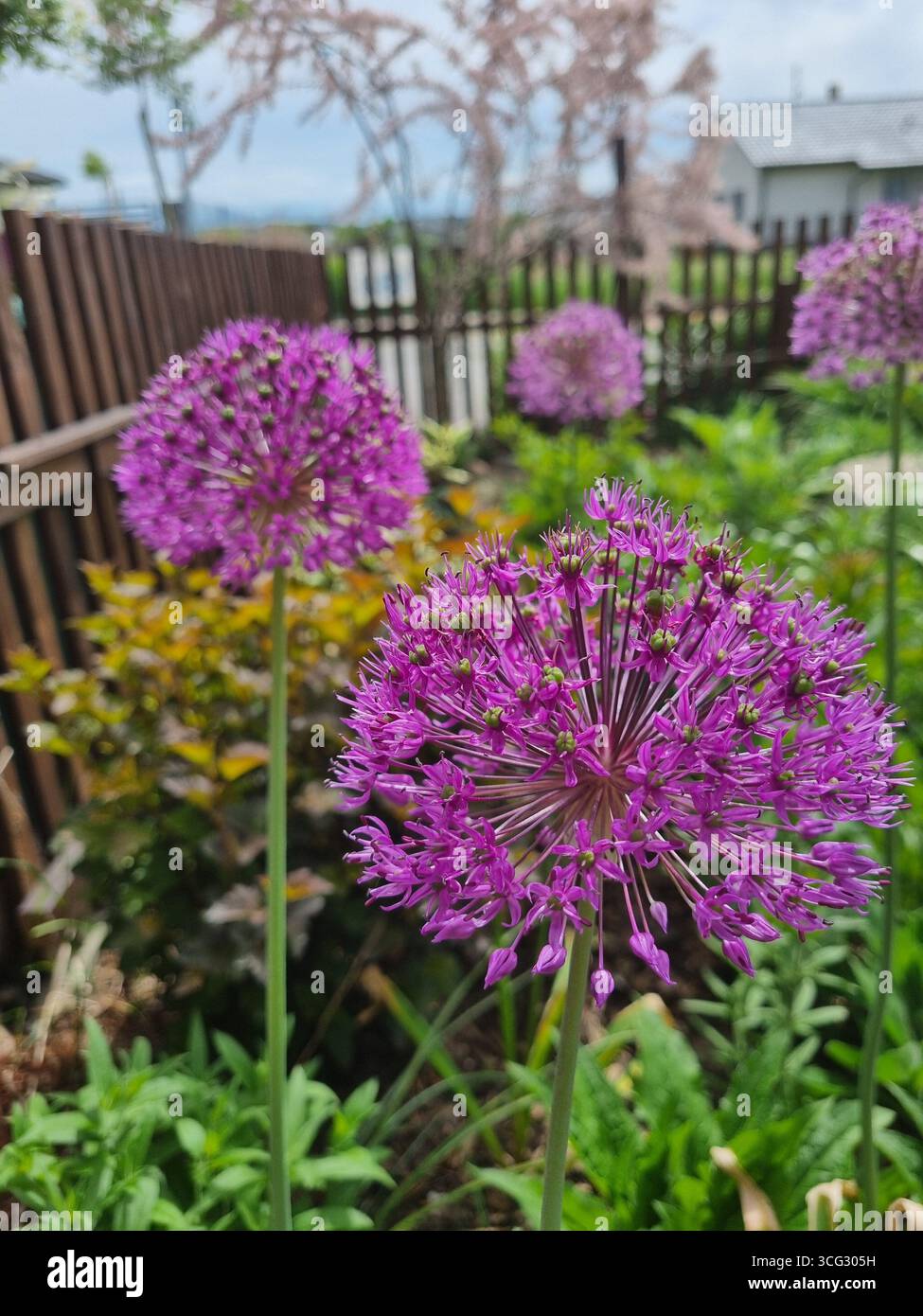 allium - palla viola, geometria vegetale sensazionale - Immagine stock catturata con smartphone