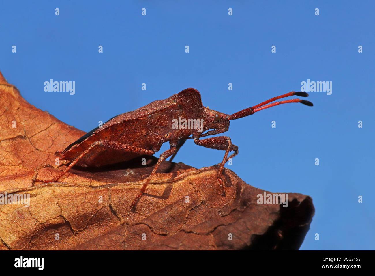 Dock Bug Coreus marginatus Foto Stock