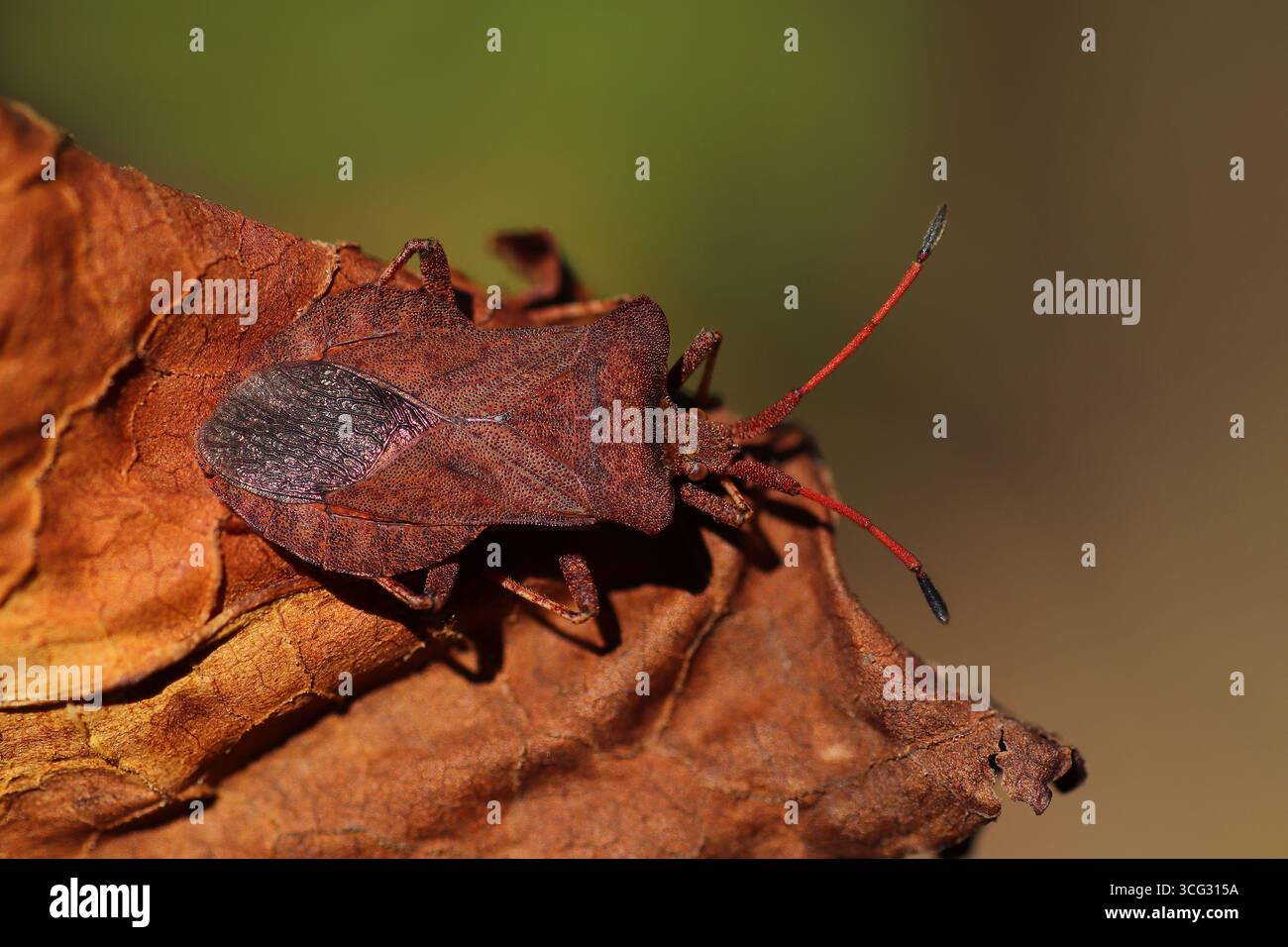 Dock Bug Coreus marginatus Foto Stock
