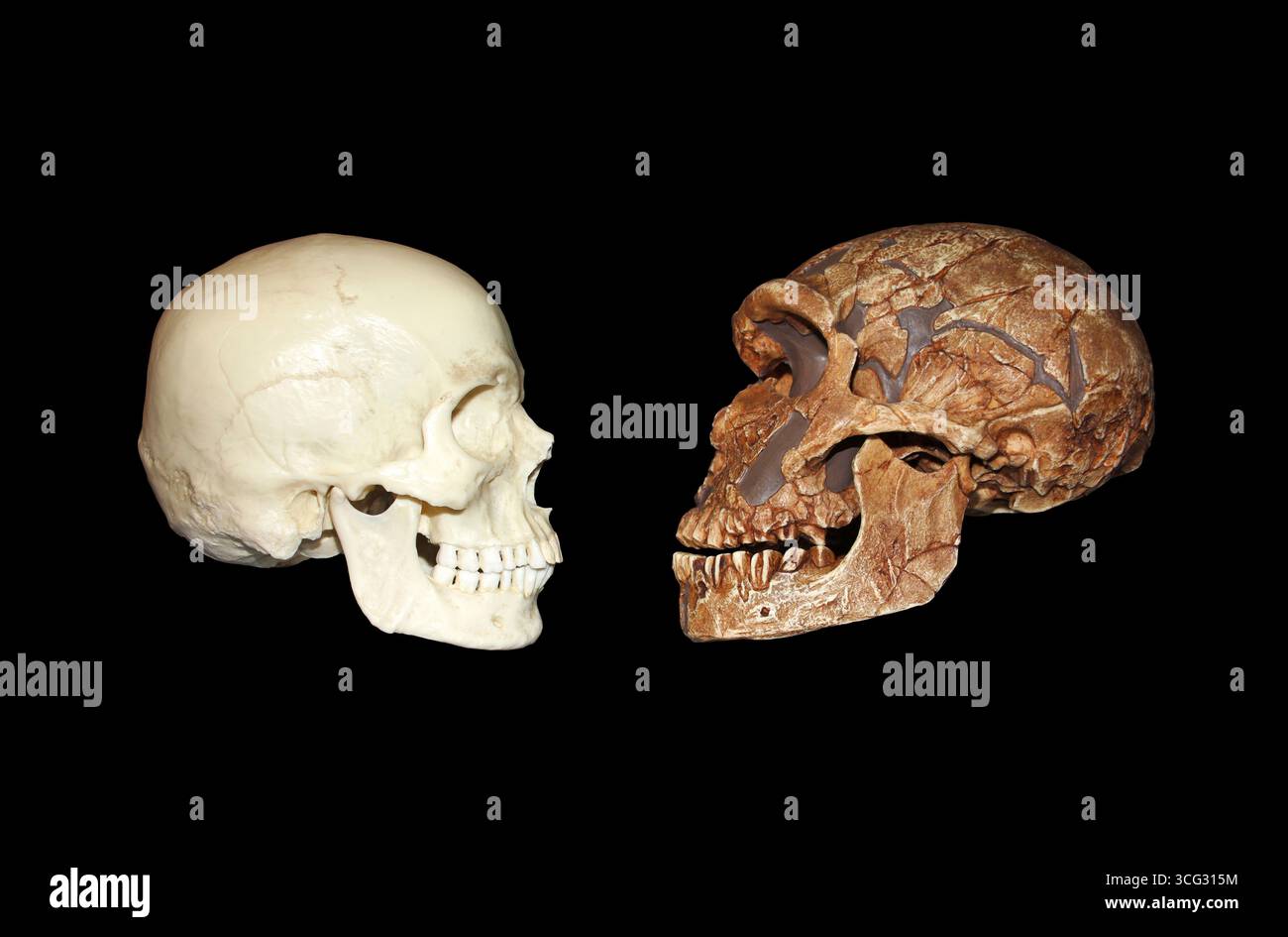 Vista laterale del Homo sapiens vs La Ferrassie1 Homo neanderthalensis cranio Foto Stock
