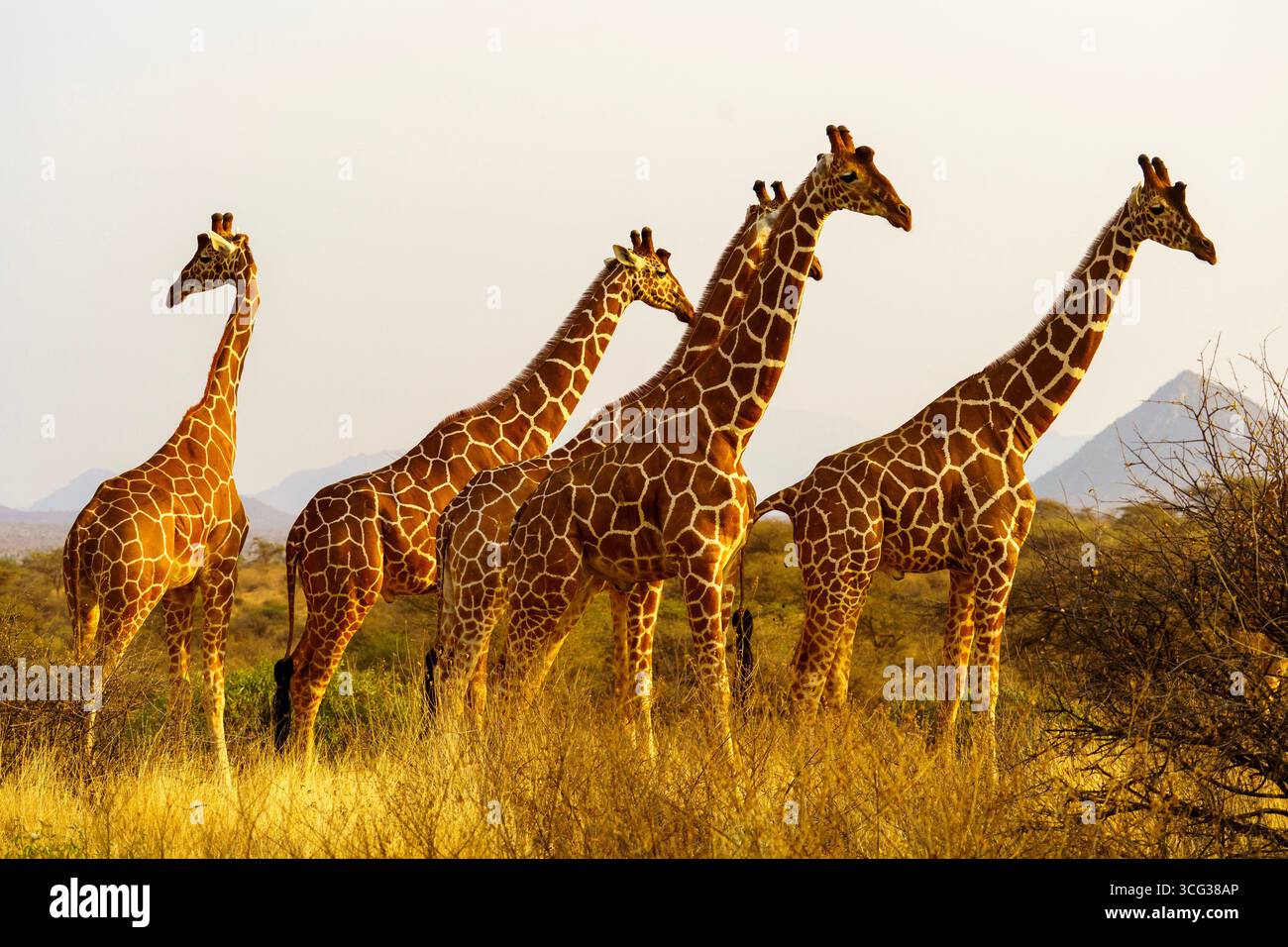 Giraffe reticolate che camminano con grazia nella savana africana all'ora d'oro, con montagne sullo sfondo. Foto Stock