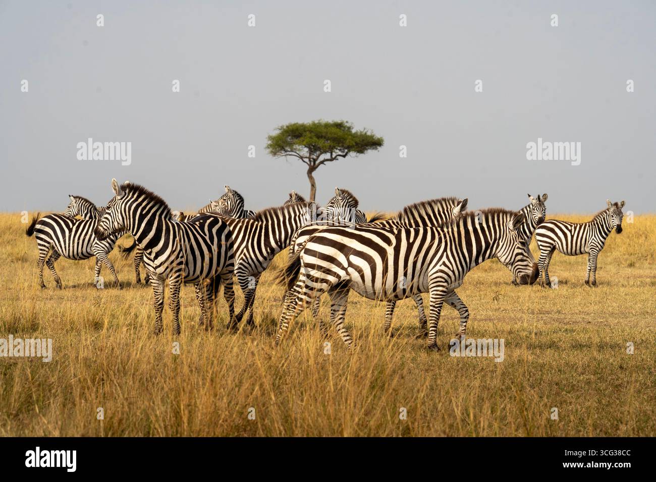 Mandria di zebre che pascolano nella savana africana con un albero di acacia sullo sfondo, Masai Mara, Kenya. Foto Stock