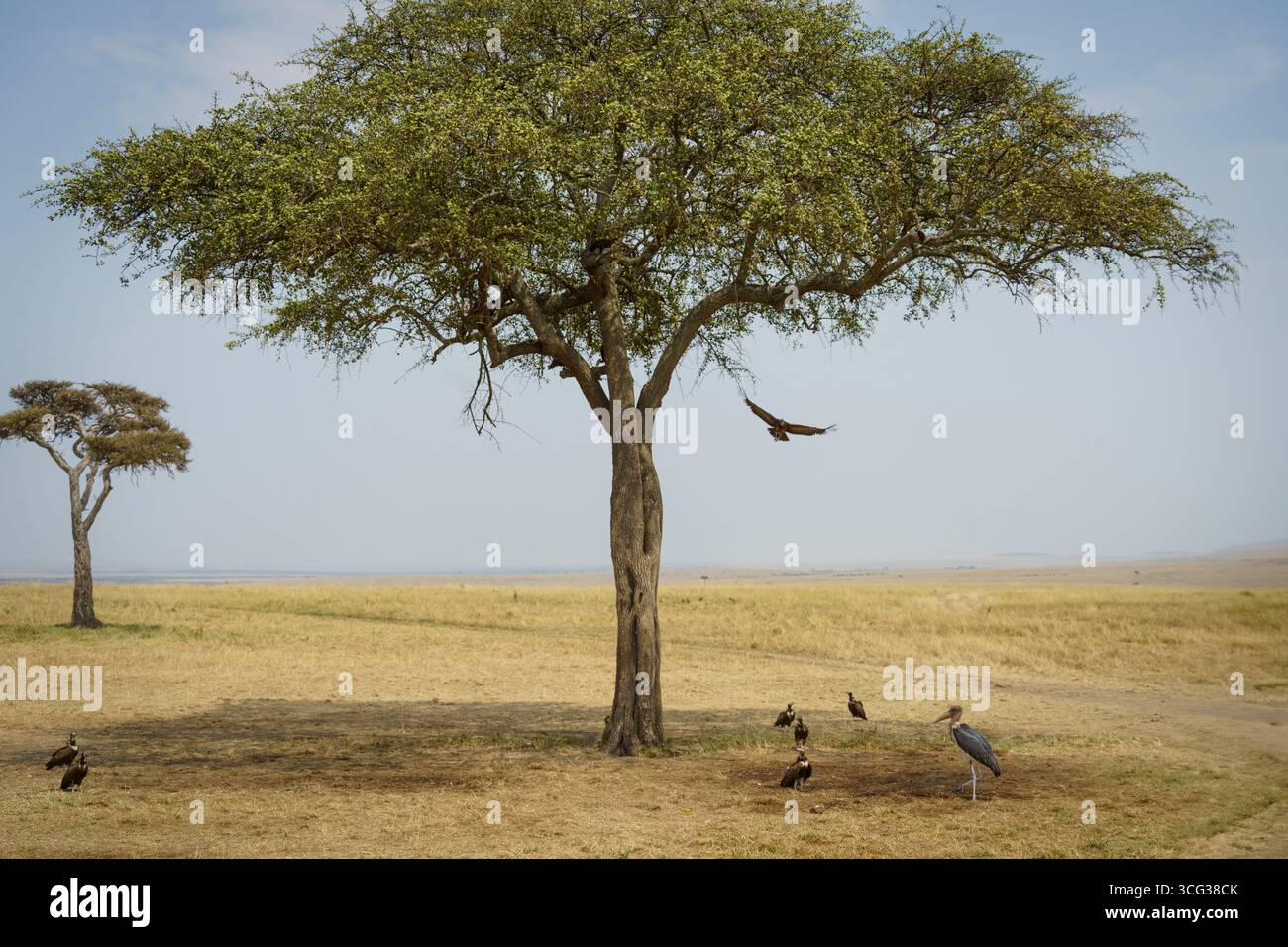 Albero di acacia solitario nella savana africana con avvoltoi e cicogna di marabou che riposa sotto su una pianura di prateria asciutta. Foto Stock