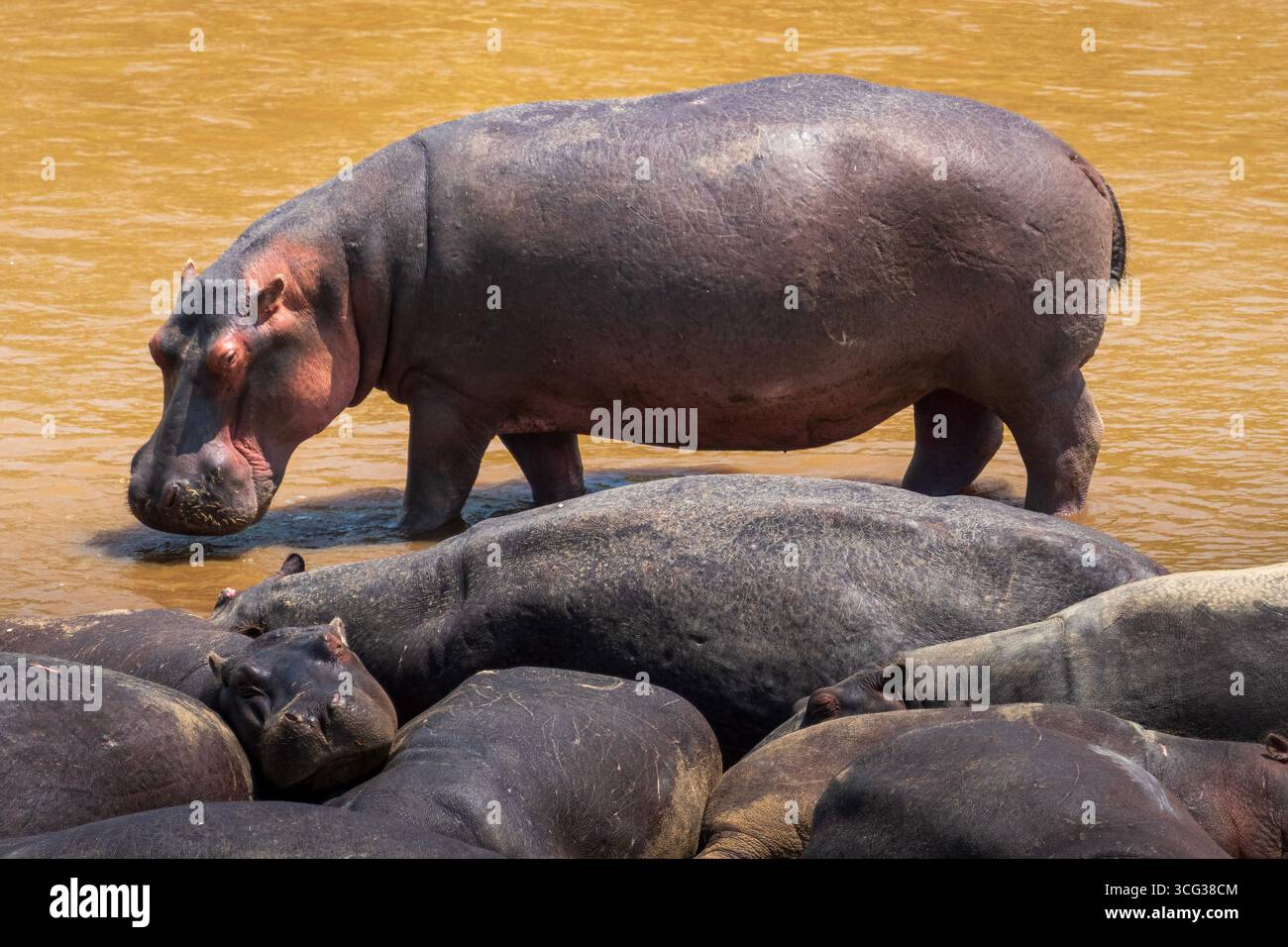 Gruppo di ippopotami che riposano nell'acqua fangosa del fiume mentre uno è in allerta, Masai Mara, Kenya. Foto Stock