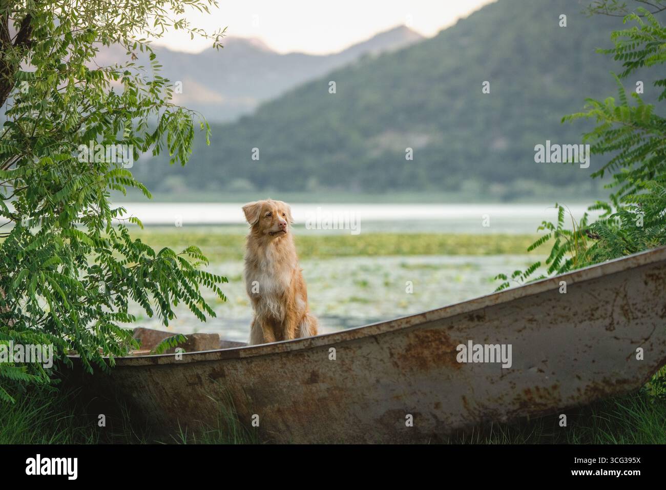 Rigeneratore di anatra della nuova Scozia seduto in barca all'alba sul lago con alberi Foto Stock