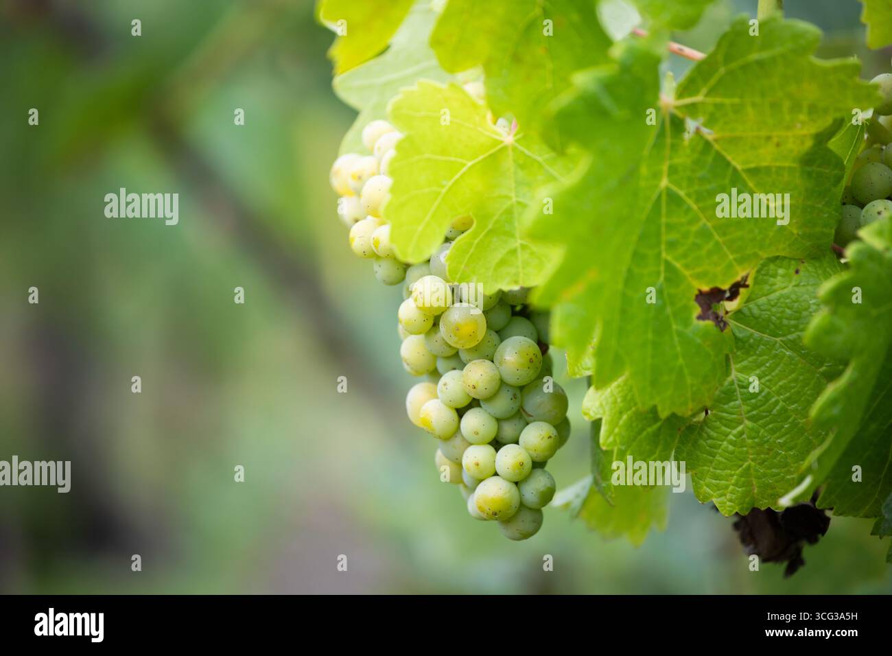 Uva verde che cresce sulle viti Foto Stock