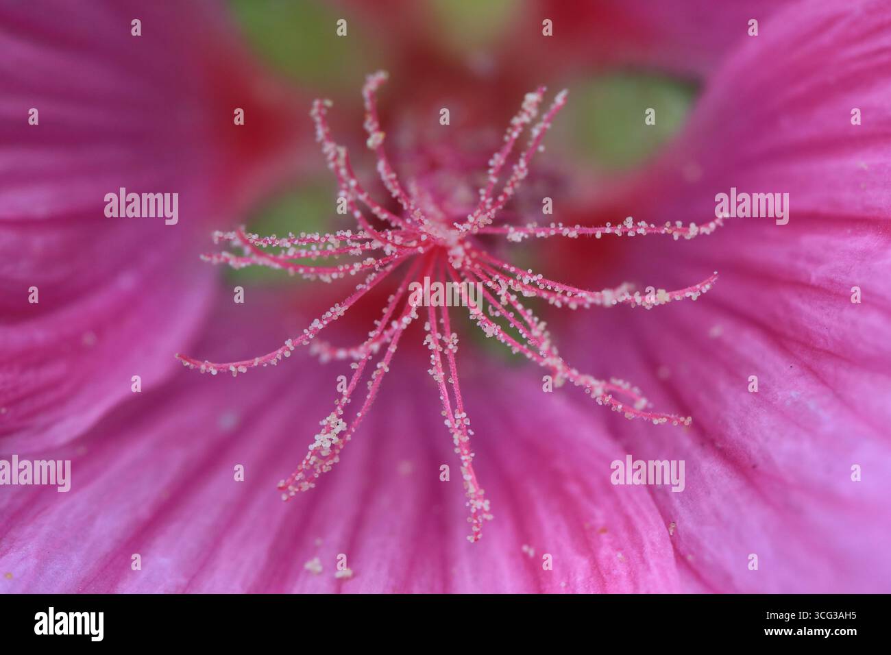 Macro fotografia di polline all'interno di fiori fioriti Foto Stock