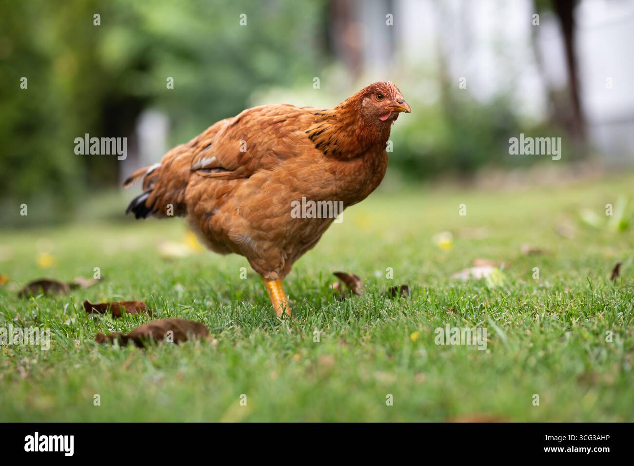 Uccelli di pollo all'aperto, galline in erba verde. Foto Stock