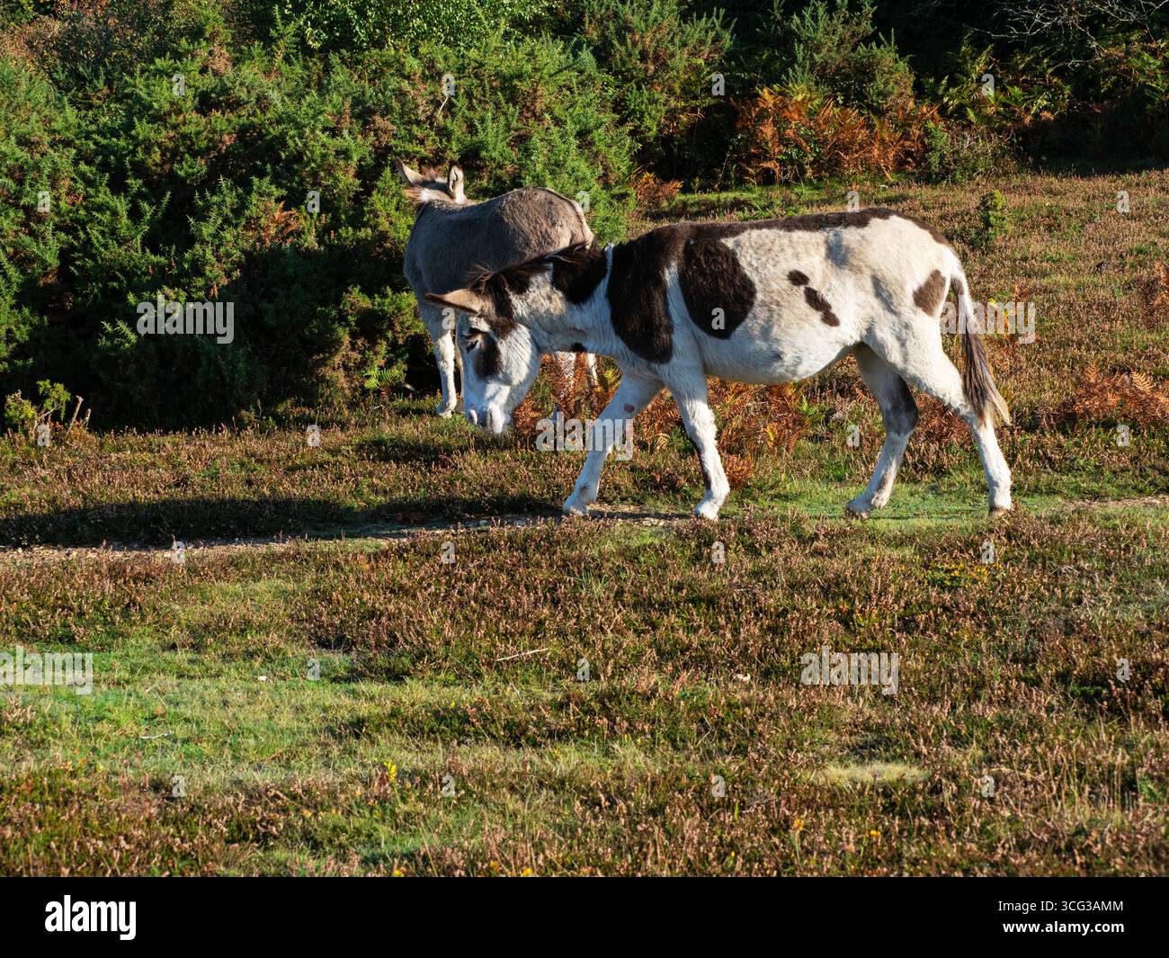 Donkey Equus africanus asinus nei pressi di Hyde, New Forest National Park, Hampshire, Inghilterra, Regno Unito, ottobre 2022 Foto Stock